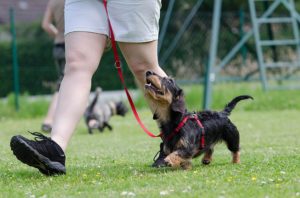 Dachshund Obedience